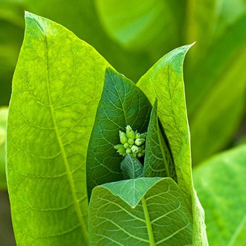 Quality Tobacco Absolute Oil