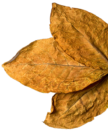 Premium Tobacco Absolute Oil