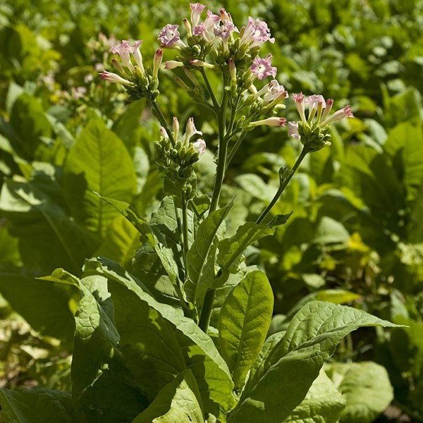 Quality Virginia Tobacco Absolute Oil 