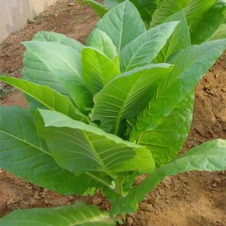 Premium Burley Tobacco Absolute Oil 