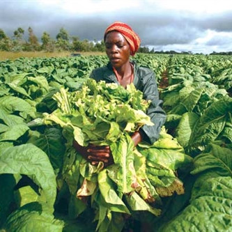 Zimbabwe Tobacco Absolute Oil for Vape