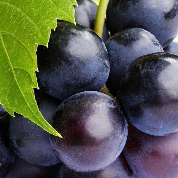 DIY Grape E Liquid Supplies